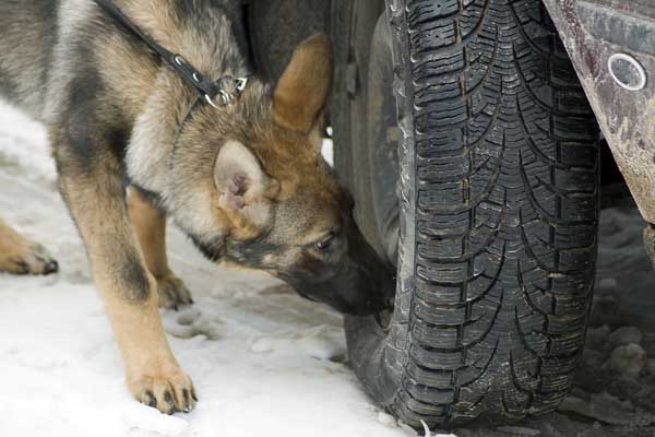 Drug Sniffing Dog arrest? Call 970.871.7400 for help in Steamboat Springs, Craig, Routt and Moffat Counties